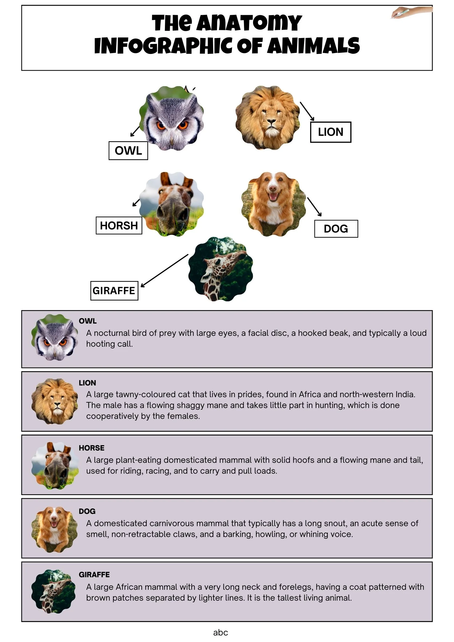 Explain anatomical infographic template