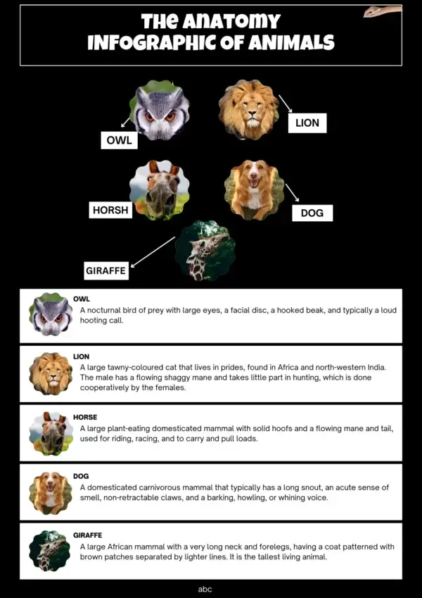 Explain anatomical infographic template all types of infographic templates